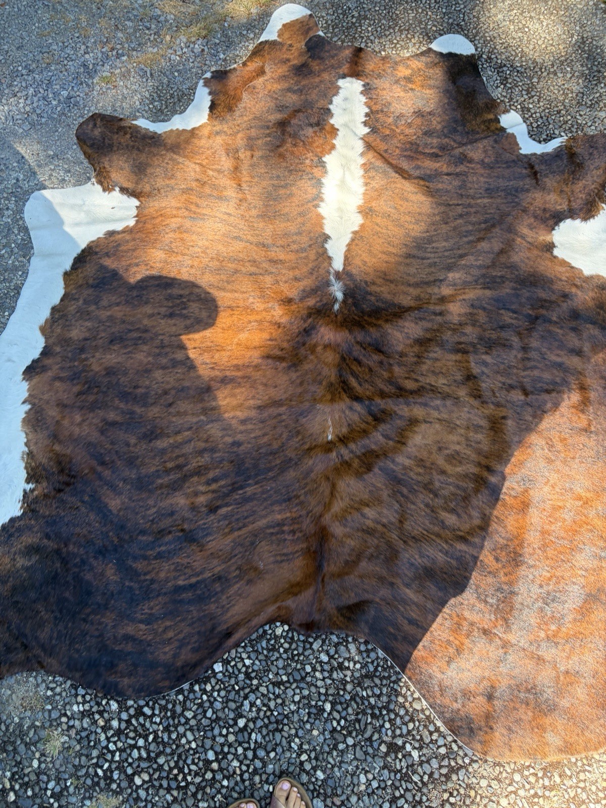 Premium Quality Exotic brindle brazilian cowhide rug tricolor size 6-7ft approx