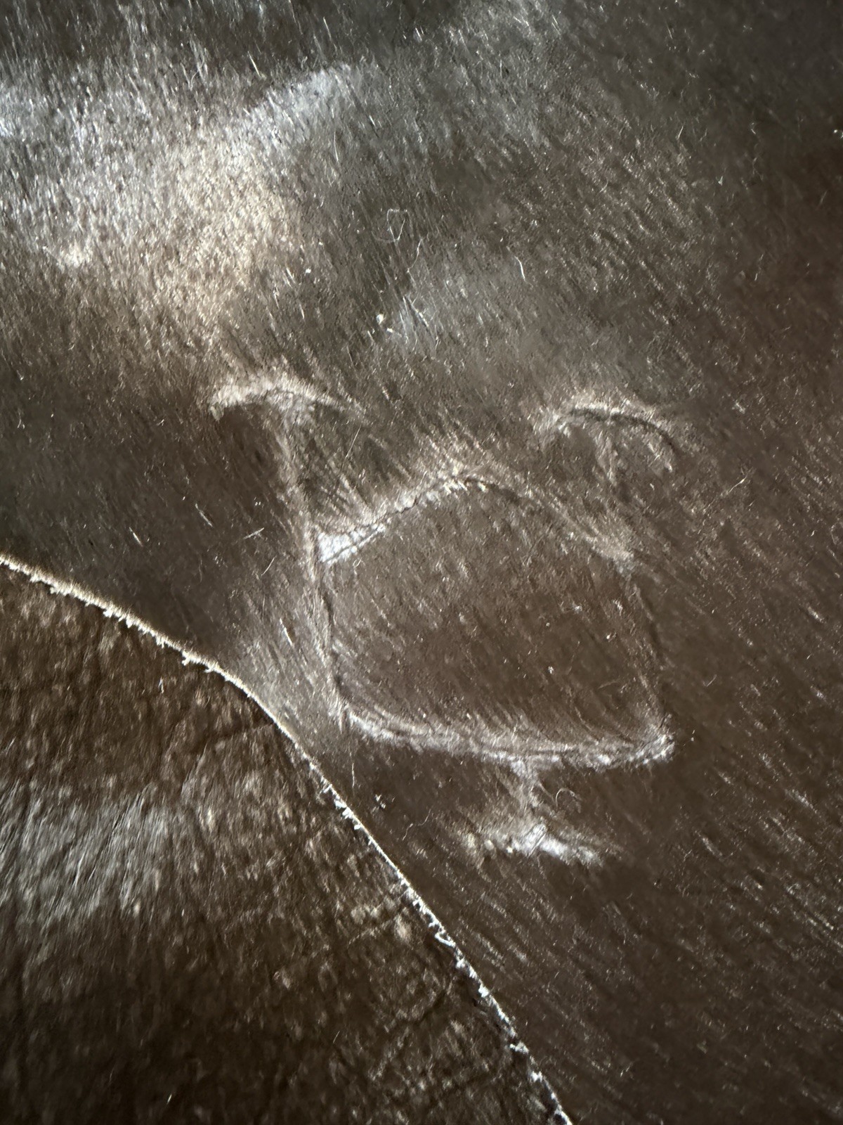 Natural Black Hair on Cowhide Rug (brownish/black tone) Large and branded hide
