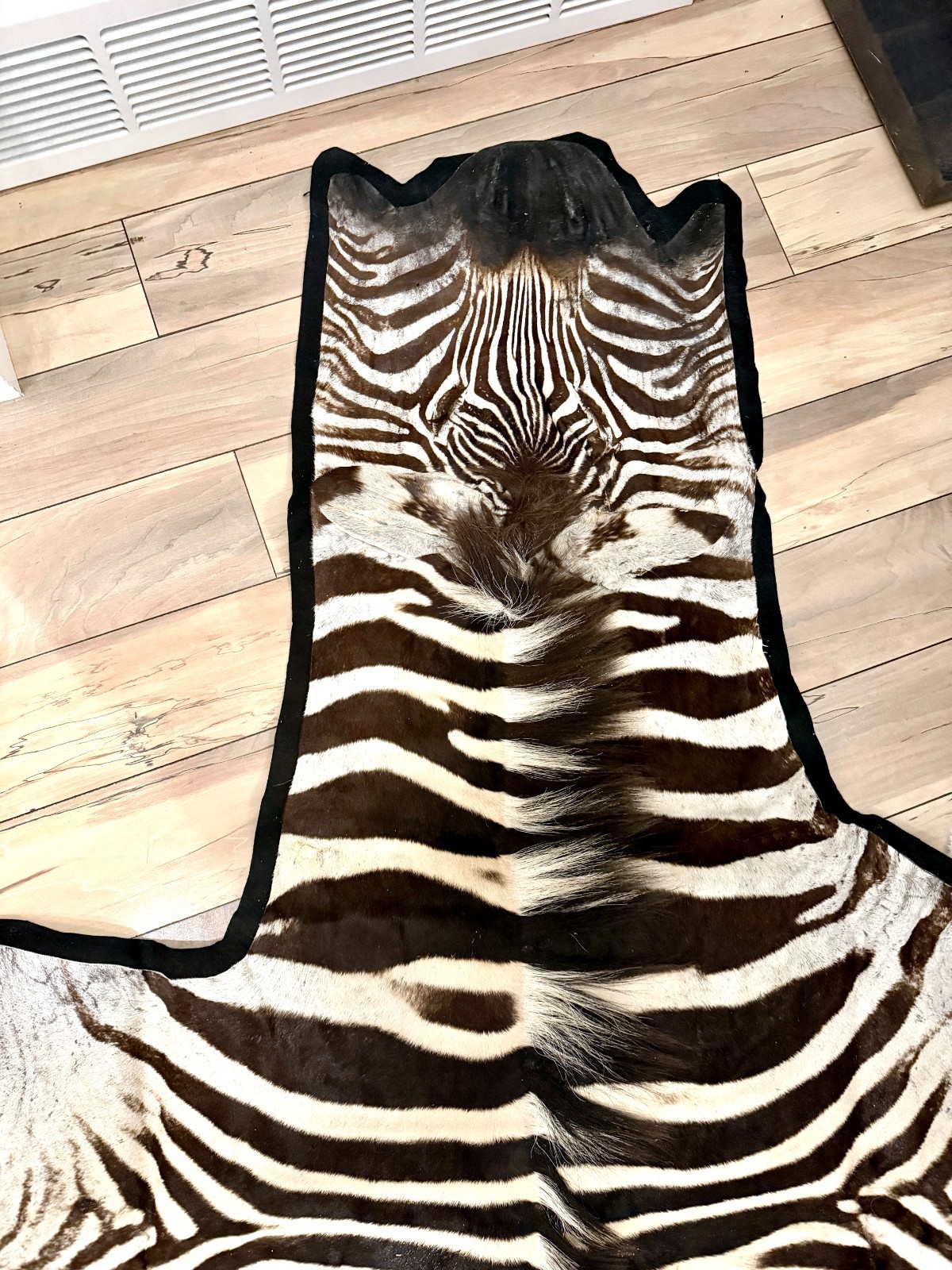 MASSIVE FELTED GENUINE AFRICAN BURCHELL ZEBRA SKIN RUG HIDE – US SHIPPER
