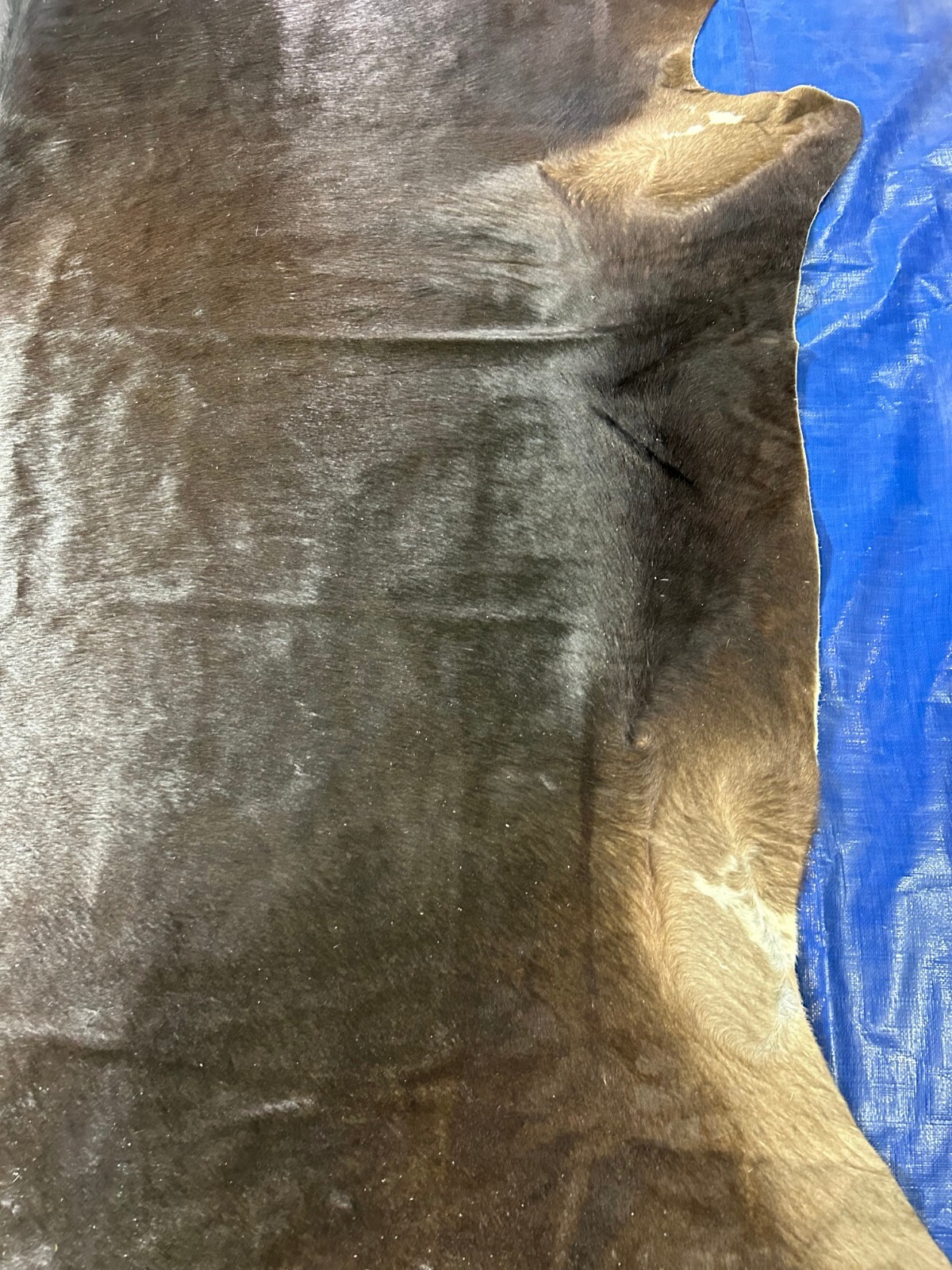Natural Solid Black Cowhide Rug (brownish tone) HUGE Size: 8×7.2 feet D-277