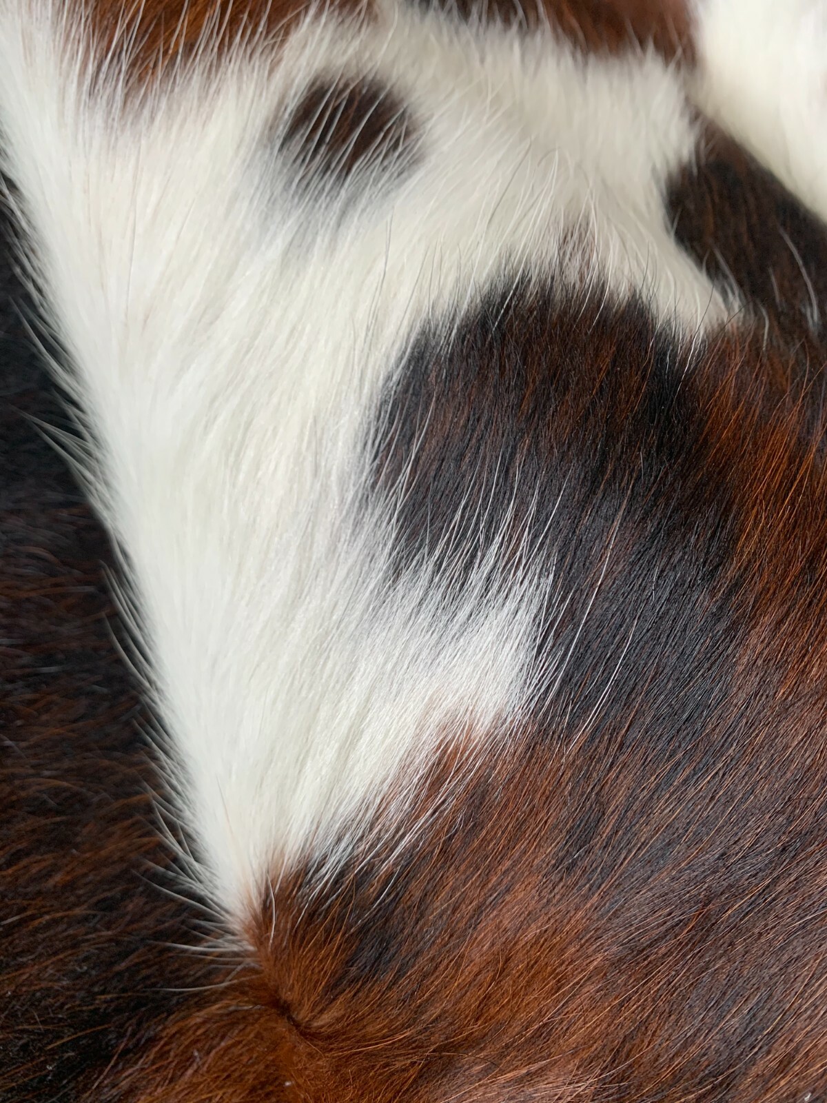 Tricolor Cow Hide Skin Leather Rug – Average Size 7X6 feet – New Cowhide Rug