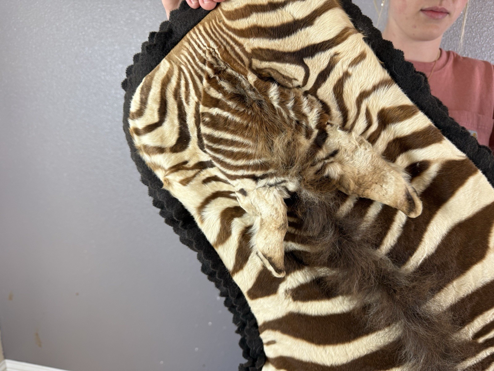 REAL Sub Adult Baby Zebra Rug Hide Taxidermy Young Foal Skin Felt RARE Must See