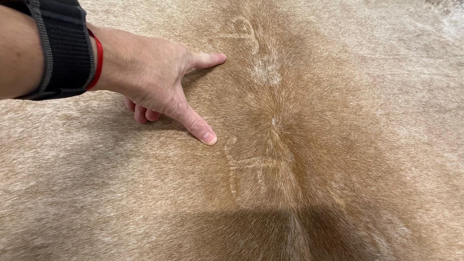 Cowhide Rug Exotic Brown Salt & Pepper 60″x71″ (5×5.9 ft) | #016