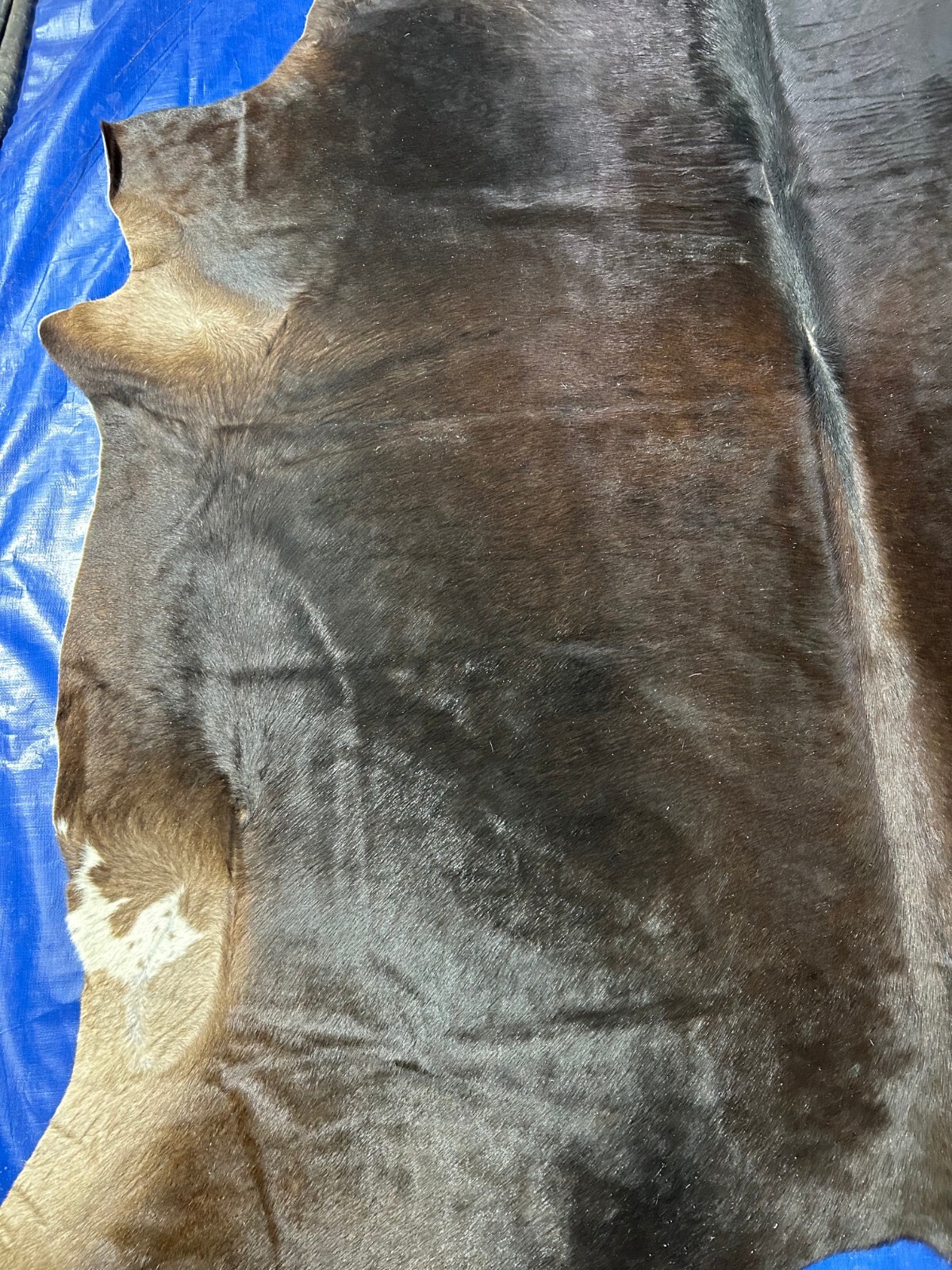 Natural Solid Black Cowhide Rug (brownish tone) HUGE Size: 8×7.2 feet D-277