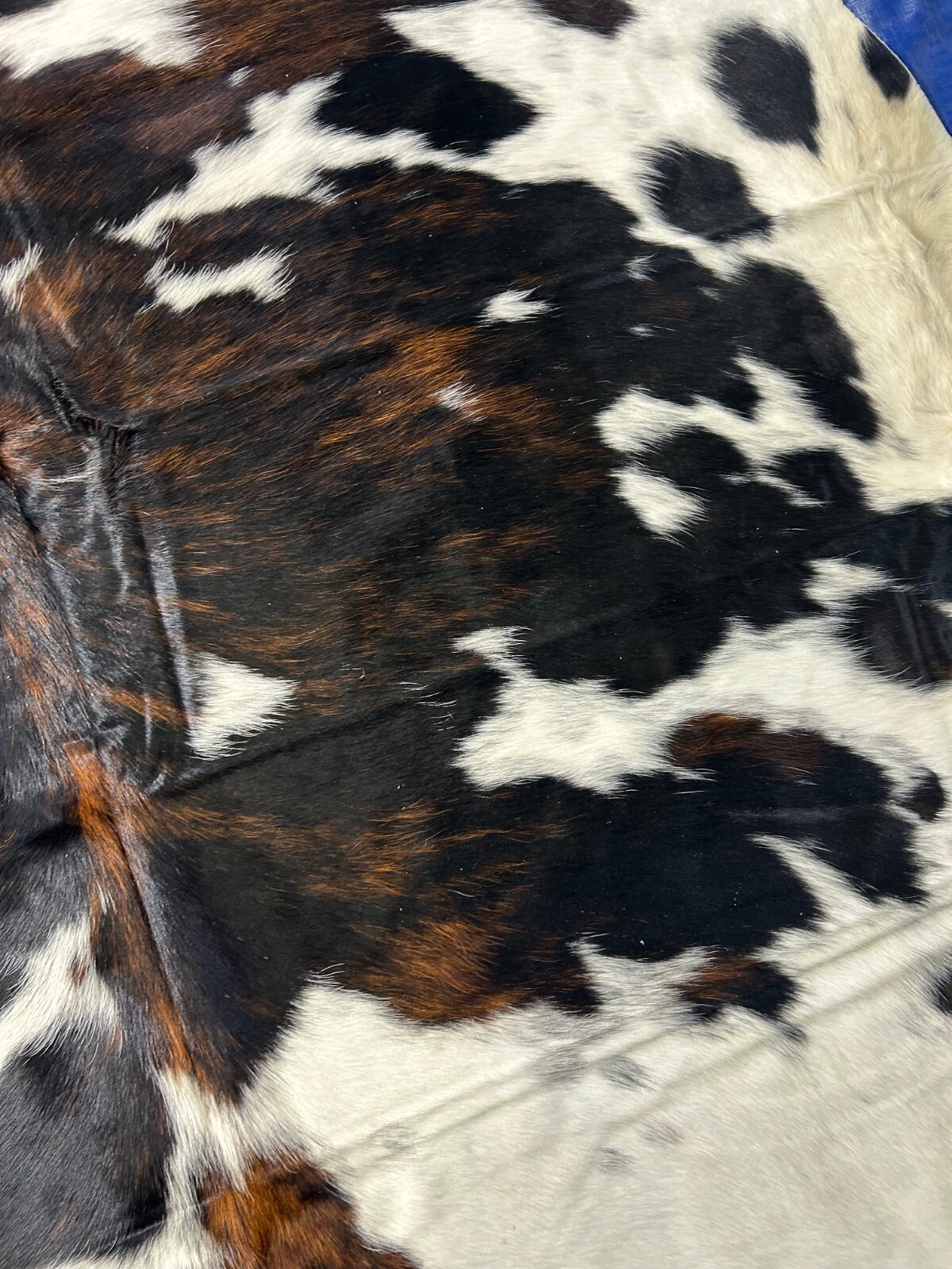 Tricolor Cowhide Rug Size: 7×7 ft D-389